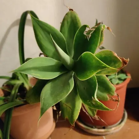 Bungalow * دينايا